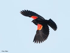 Image result for red winged blackbird flying